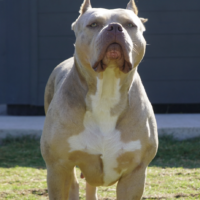 Big Dawg Pretty Pirate