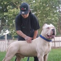 Dog Featured Image