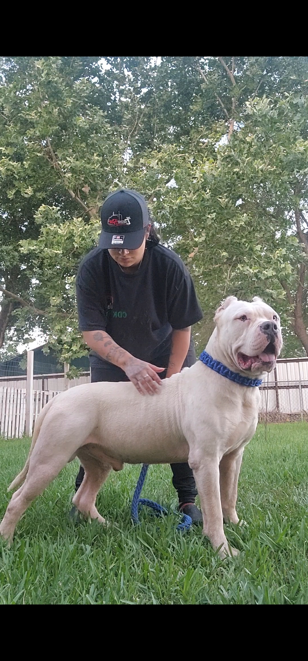 Dog Featured Image