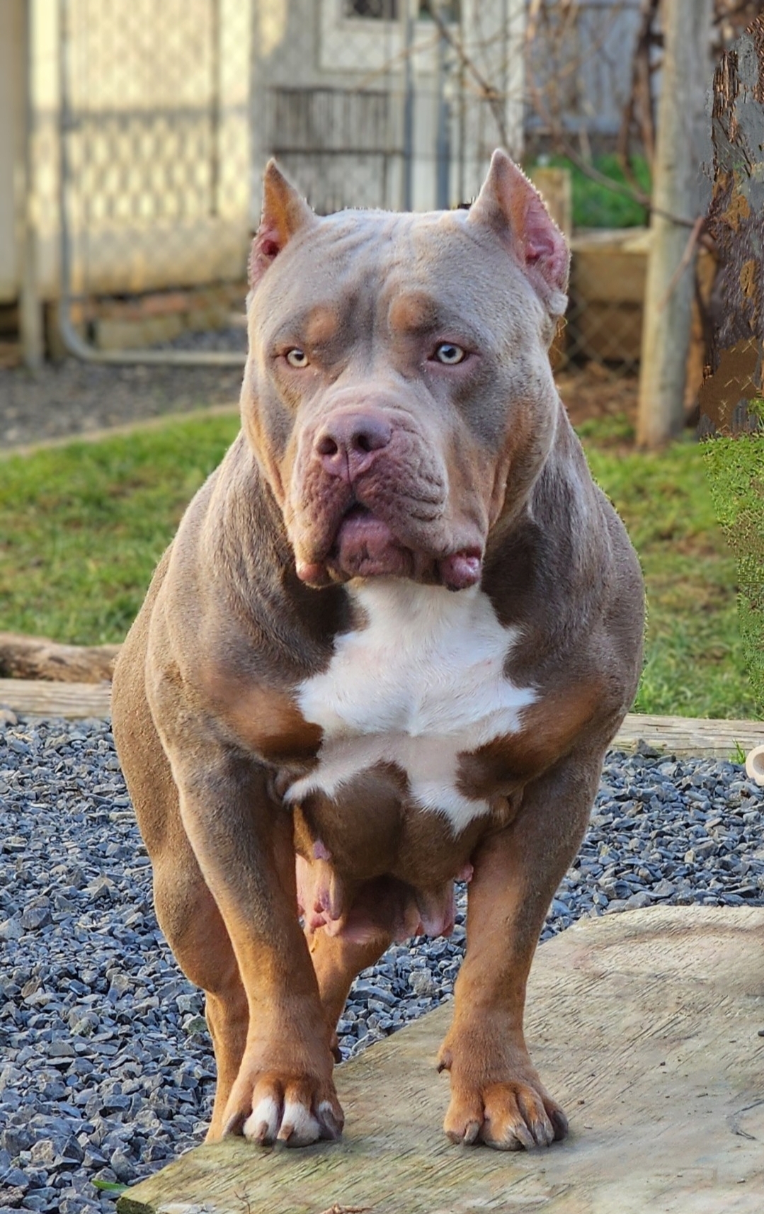 Dog Featured Image