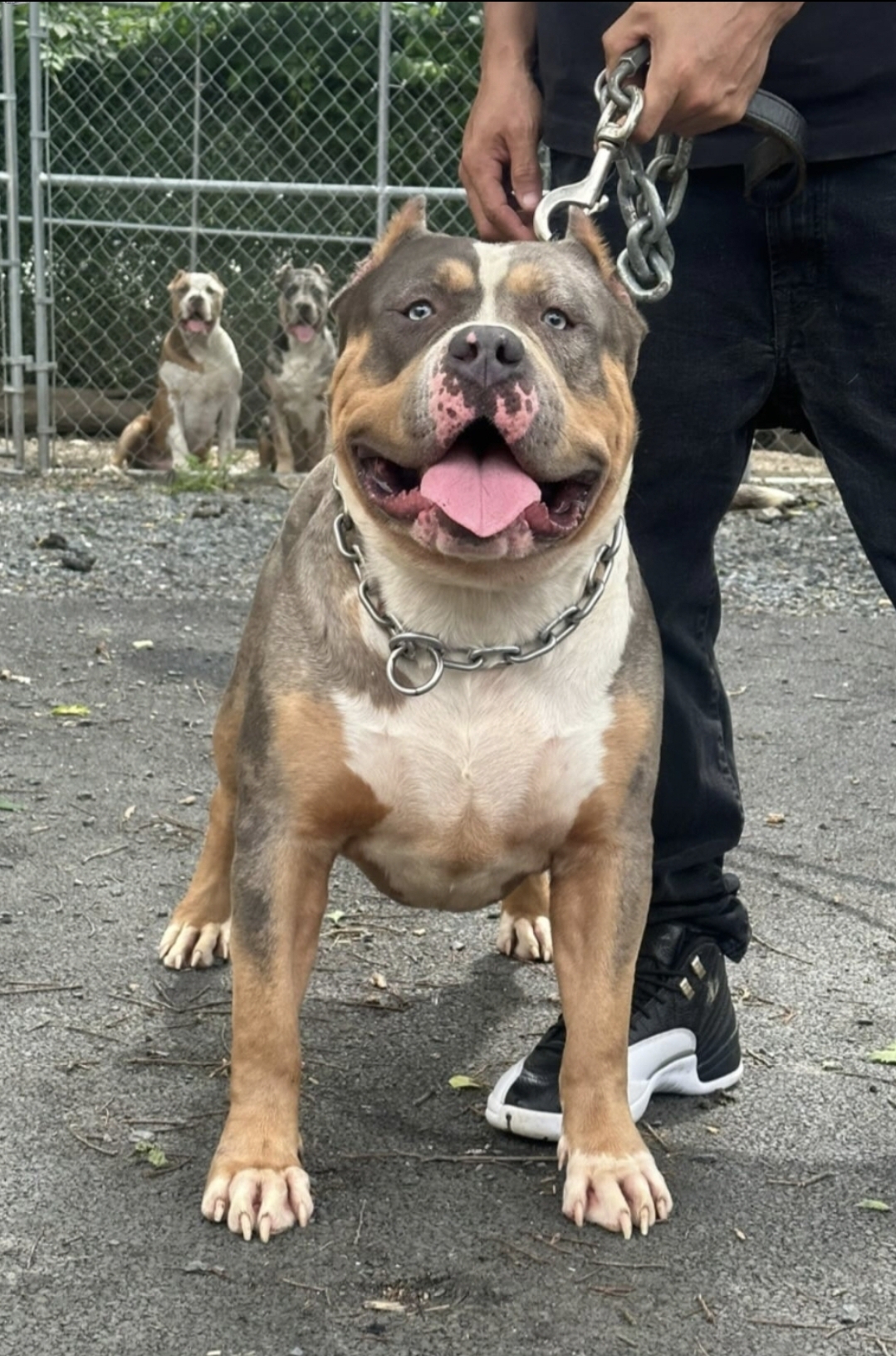 Dog Featured Image