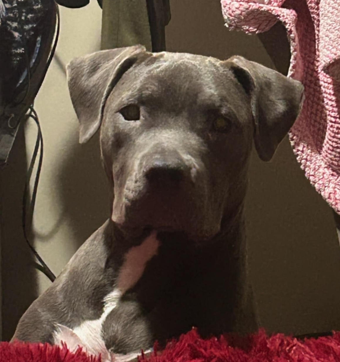 Dog Featured Image