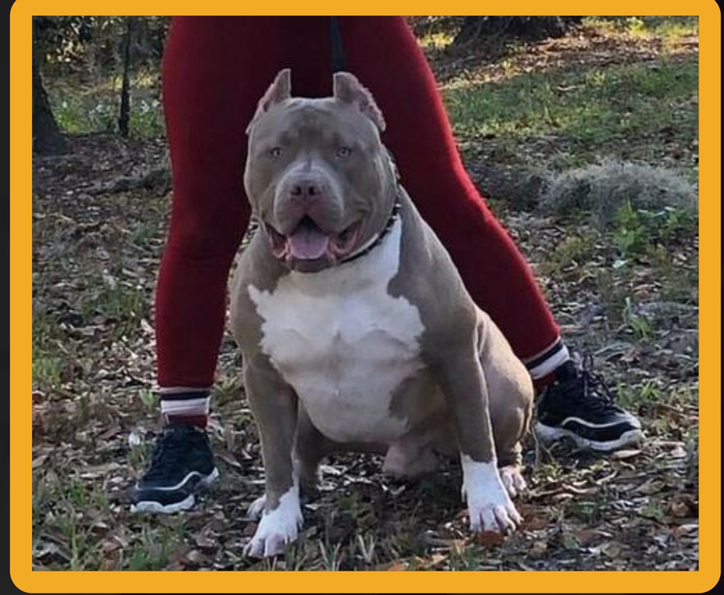 Dog Featured Image