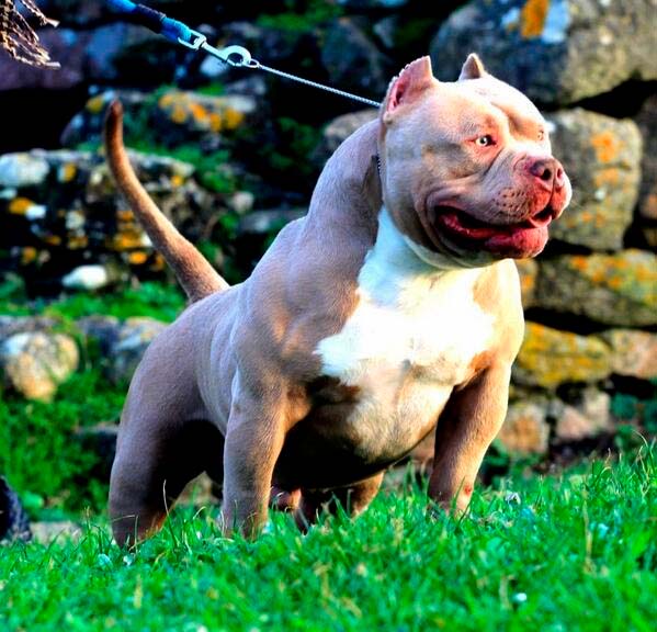 Dog Featured Image