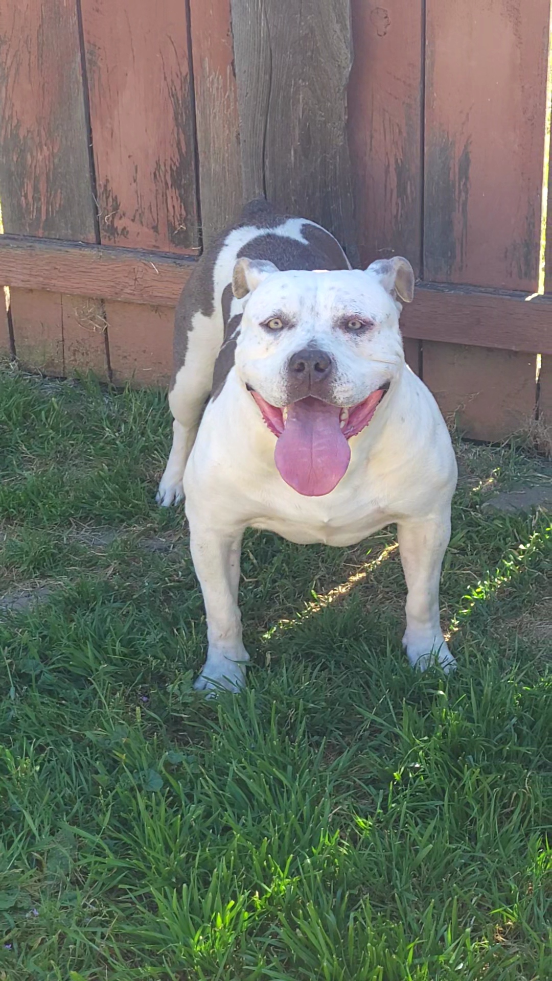 Dog Featured Image