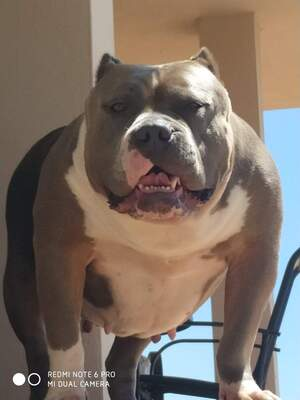 Dog Featured Image