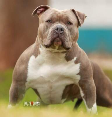 Dog Featured Image
