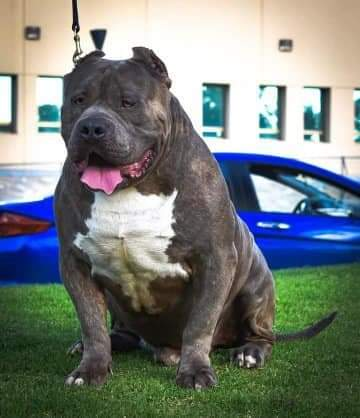 Dog Featured Image