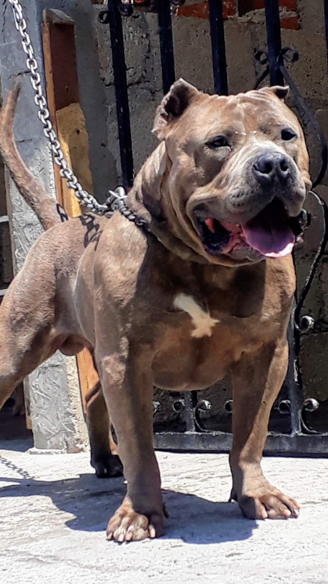Dog Featured Image