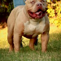 SONORABULLS MAGNATE