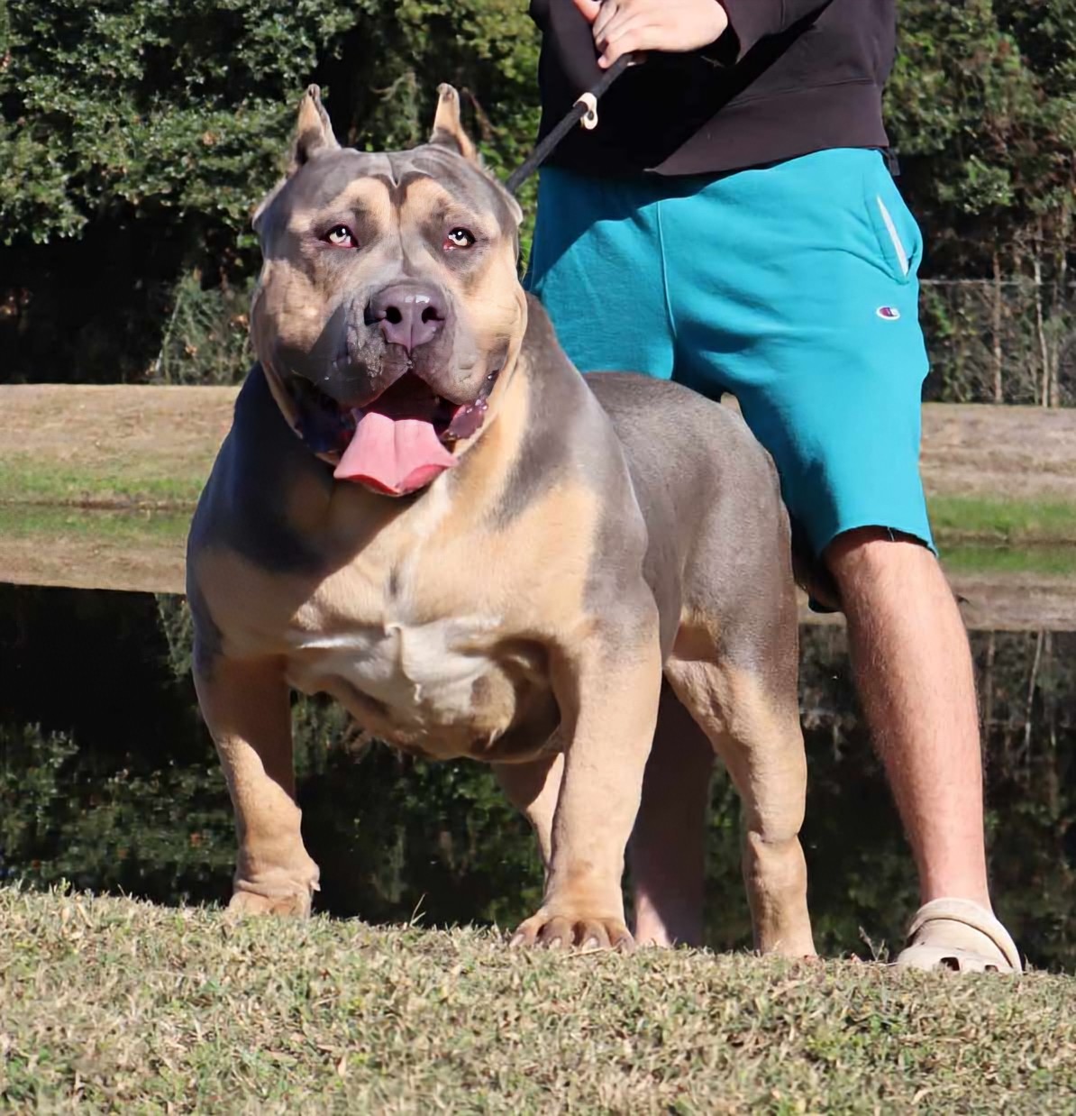 Dog Featured Image