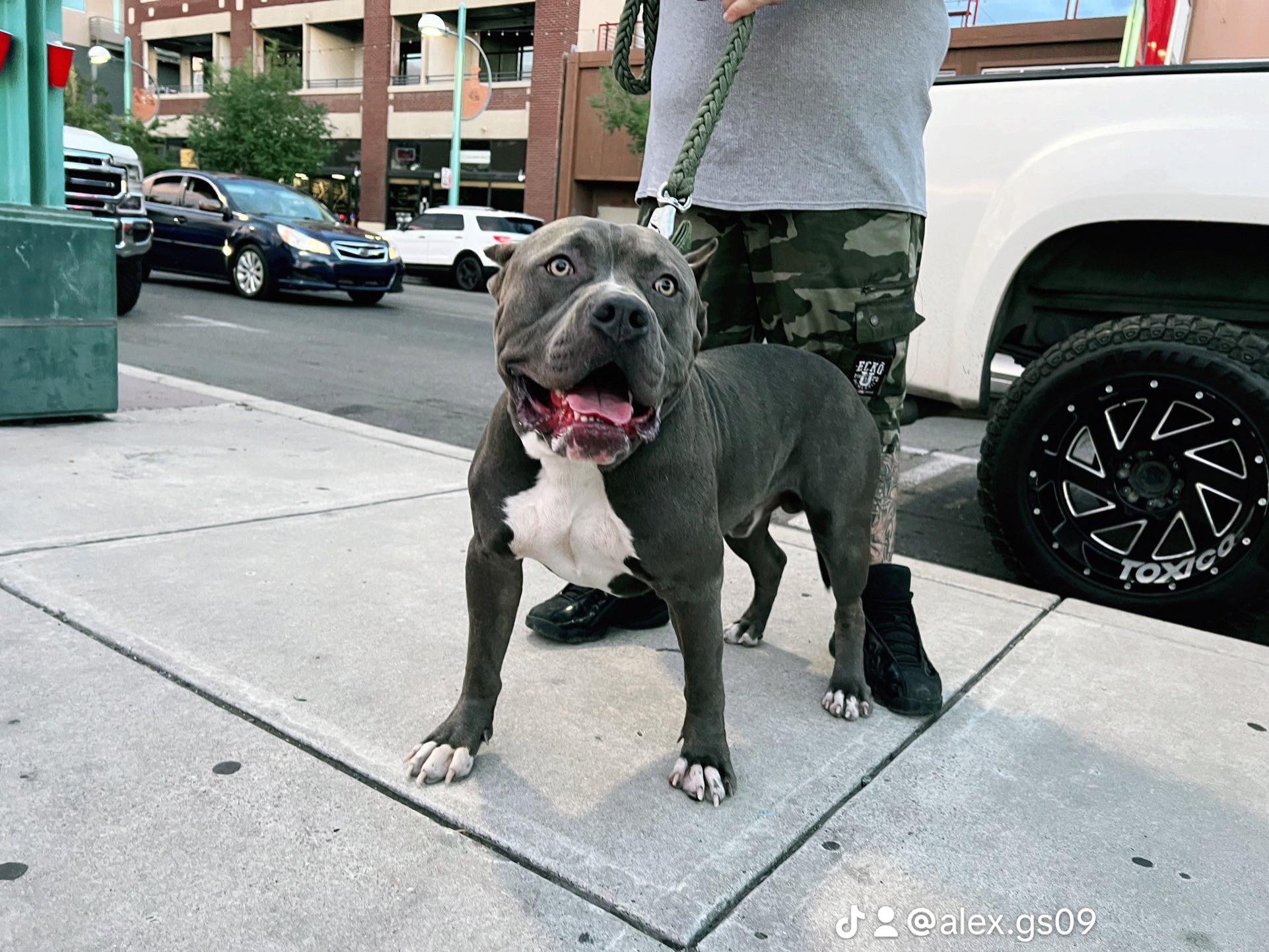 Dog Featured Image