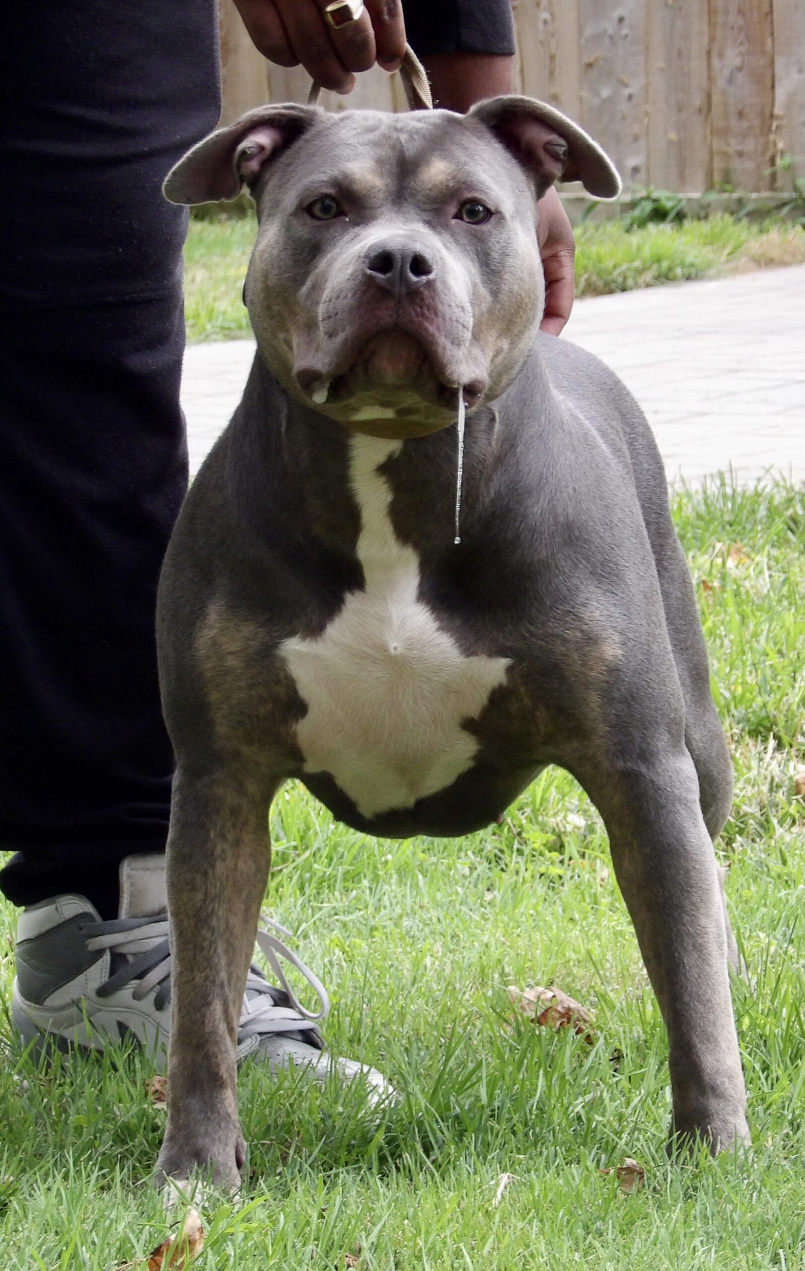 Dog Featured Image
