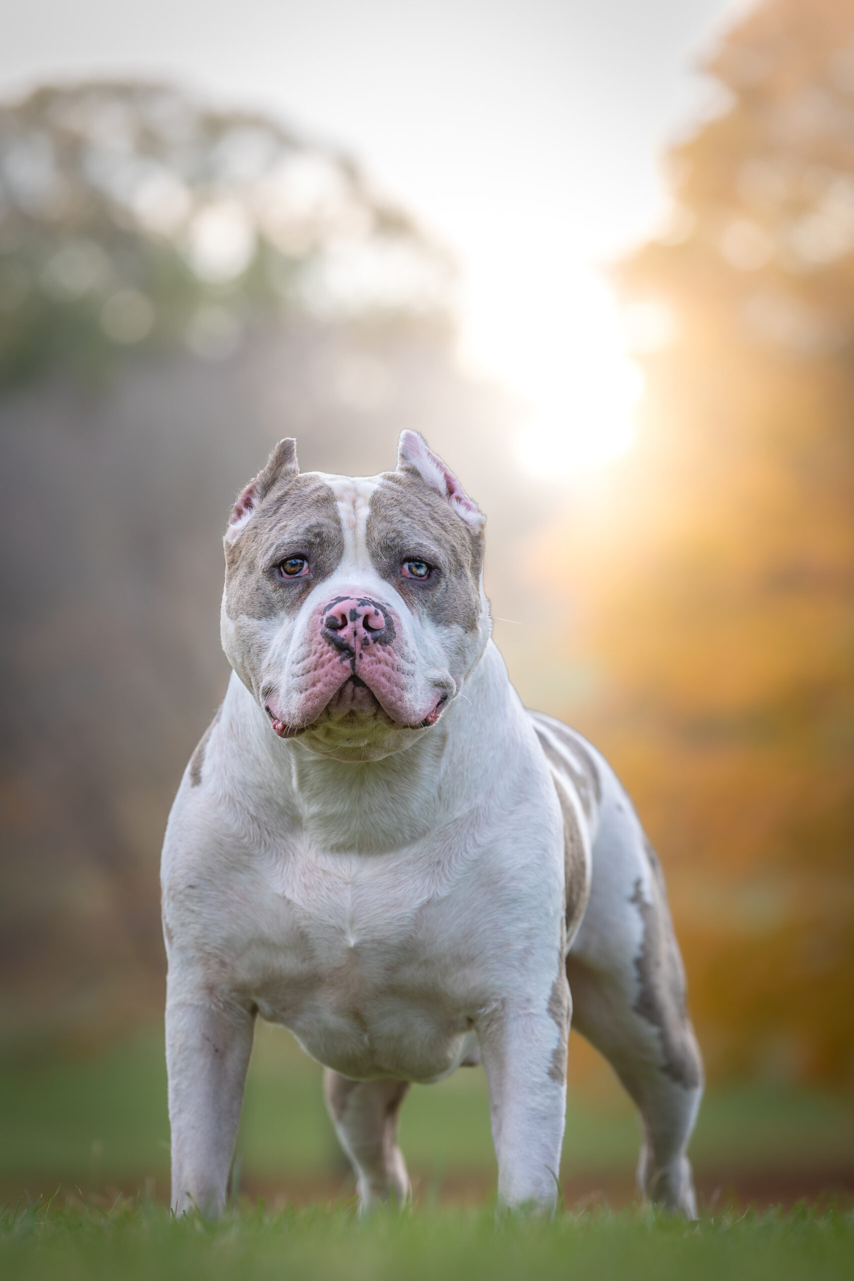 Dog Featured Image