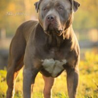 ULTIMATE K9 KENNELS BUJU