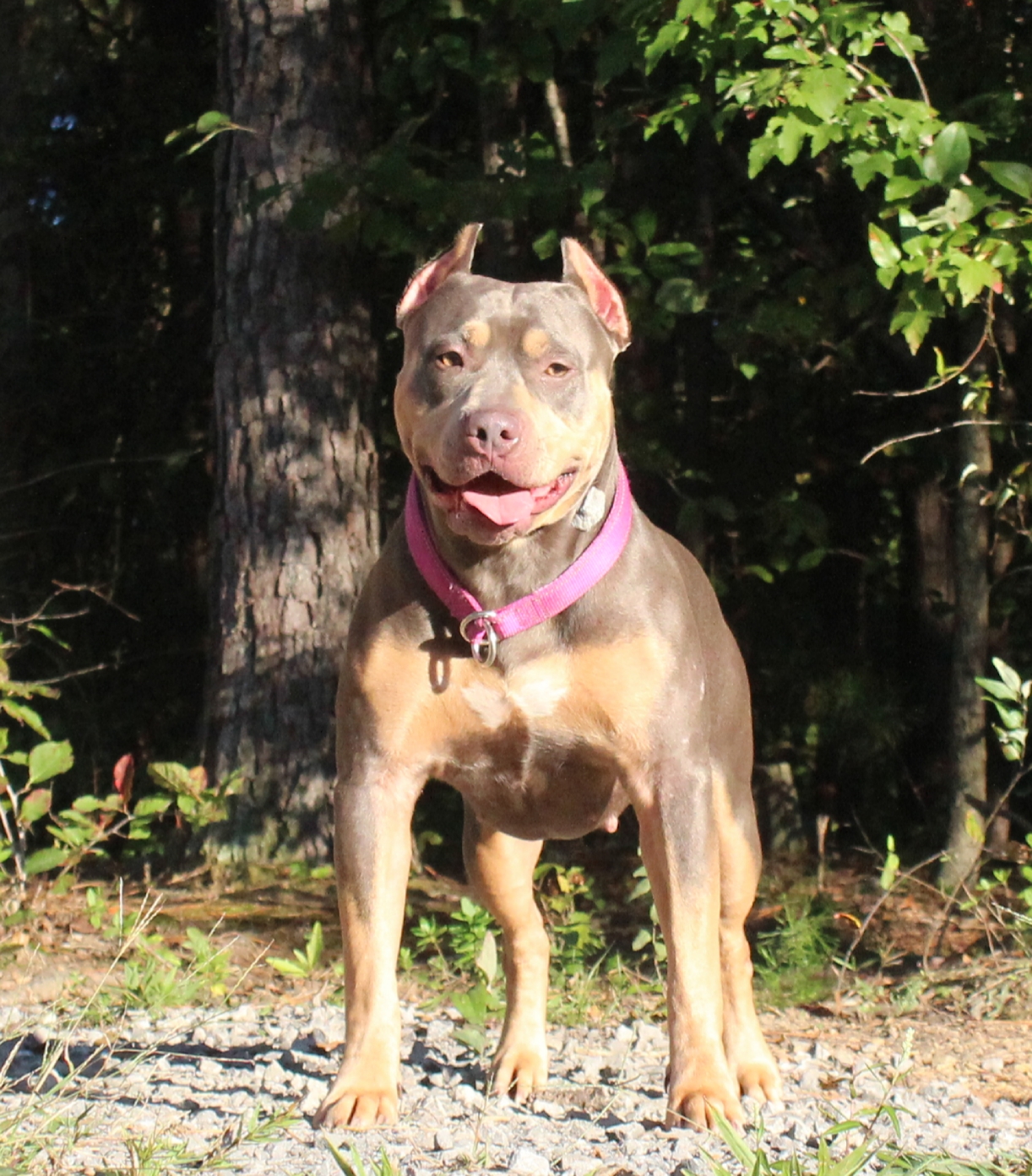 Dog Featured Image