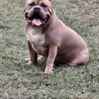 Dog Featured Image