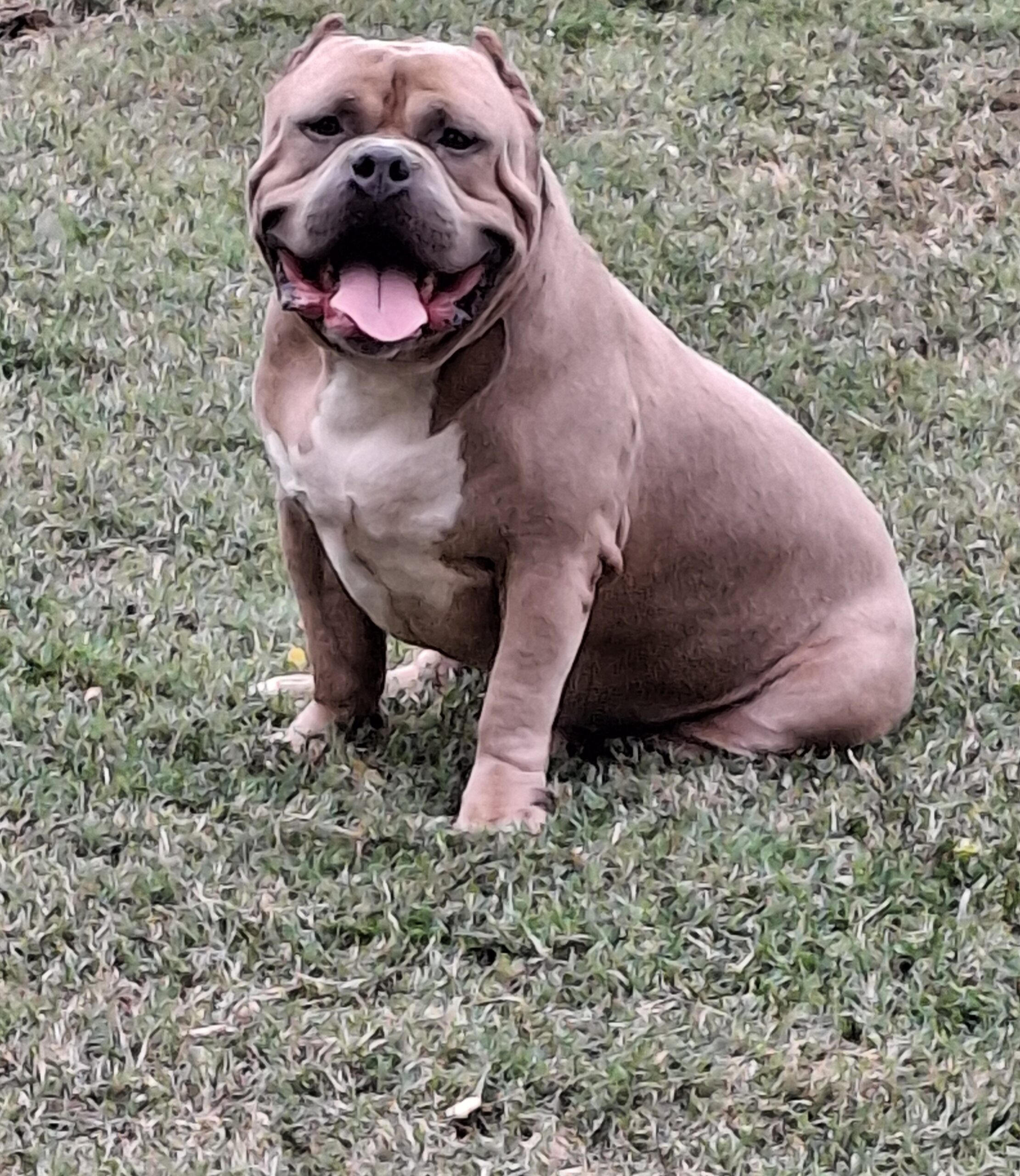 Dog Featured Image