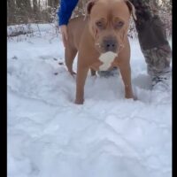 Wilson’s stella of 2rk