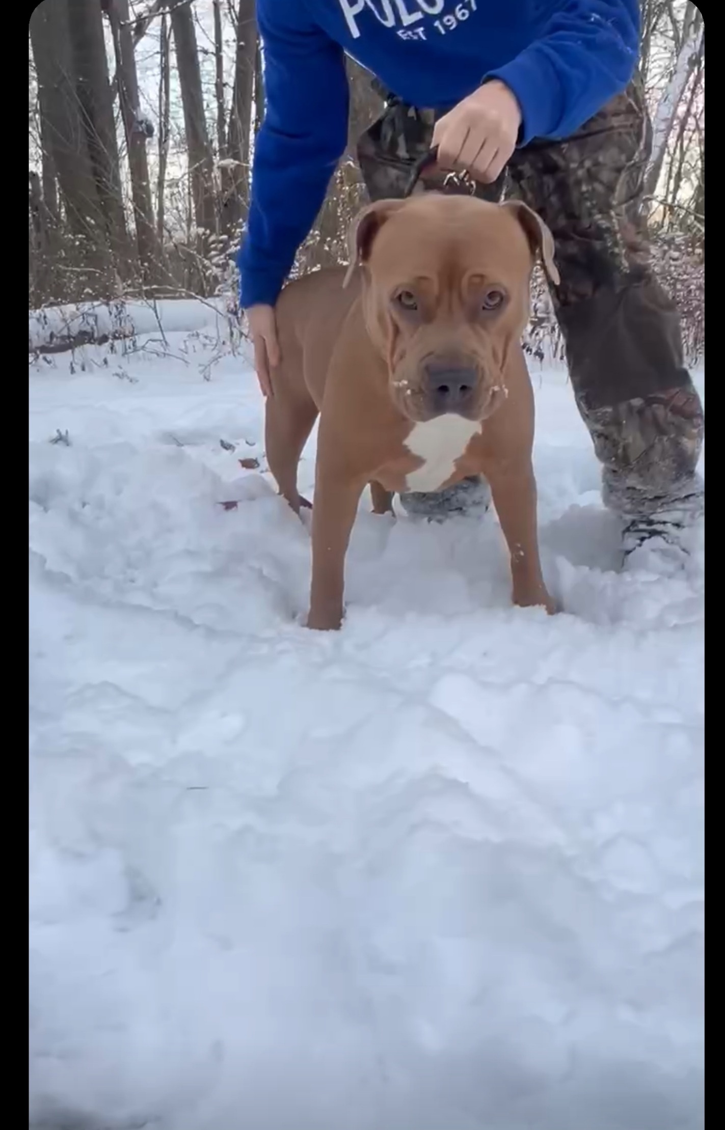 Dog Featured Image