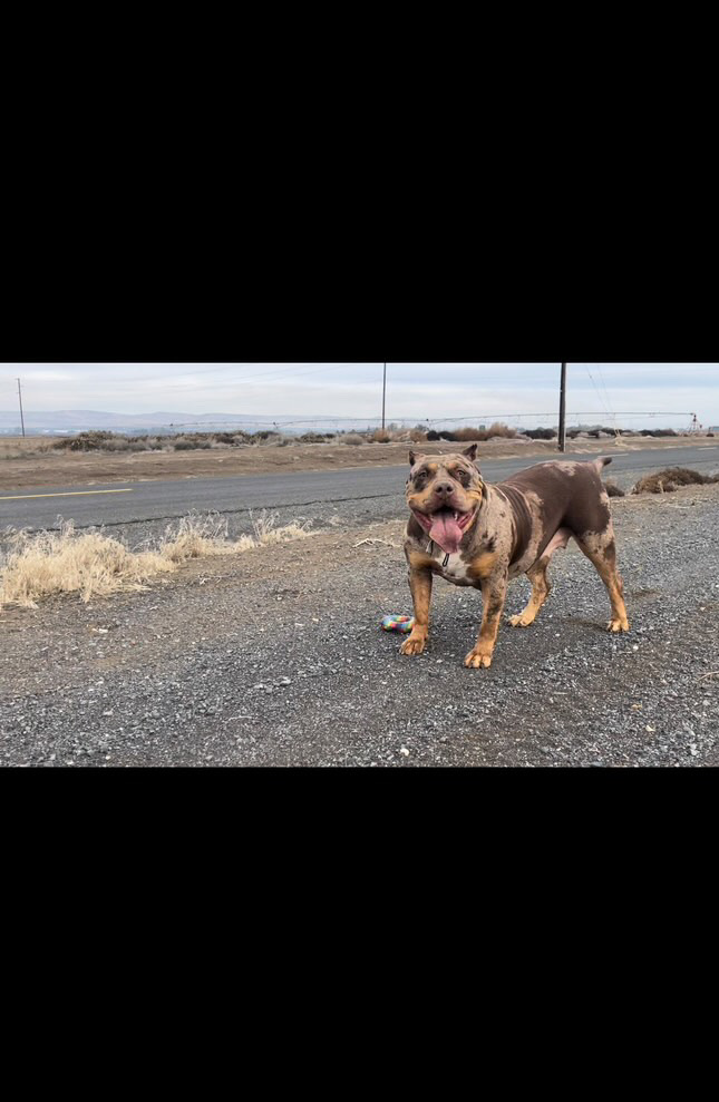 Dog Featured Image