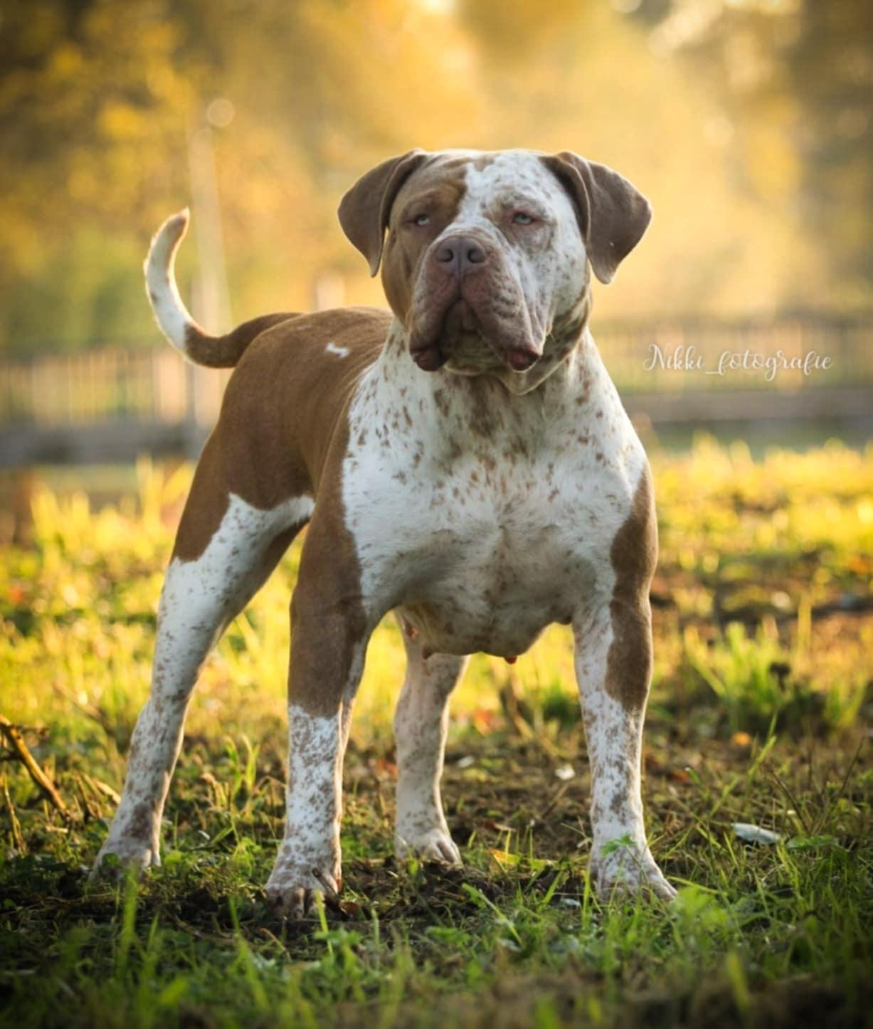 Dog Featured Image