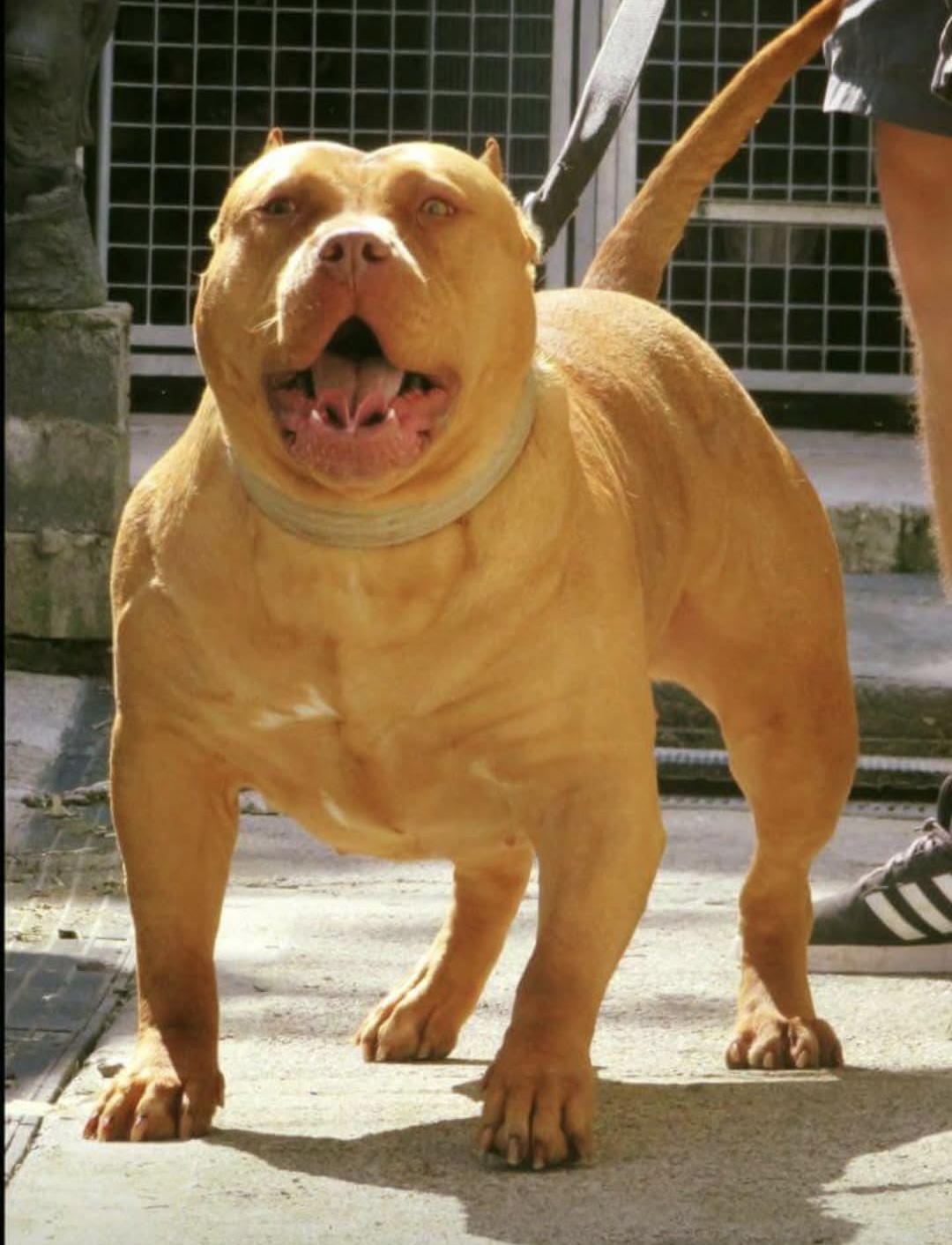 Dog Featured Image