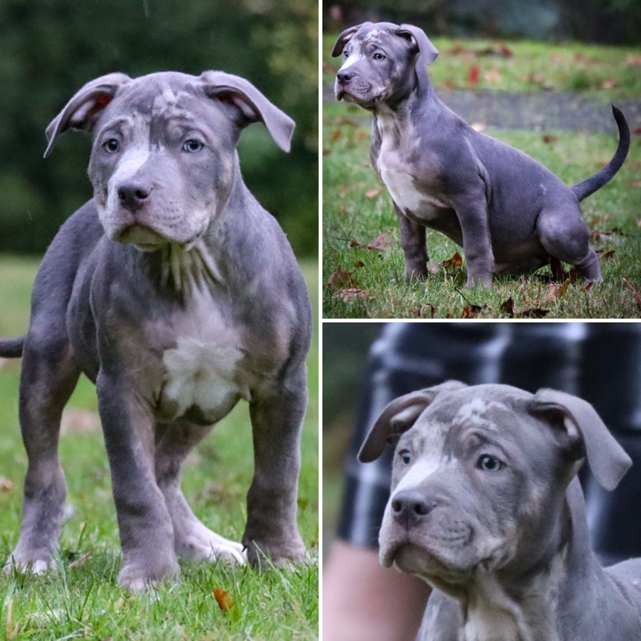 Dog Featured Image