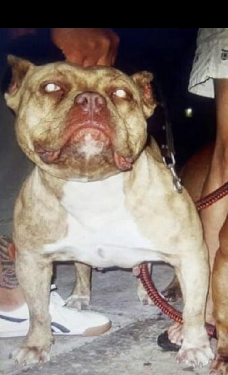 Dog Featured Image