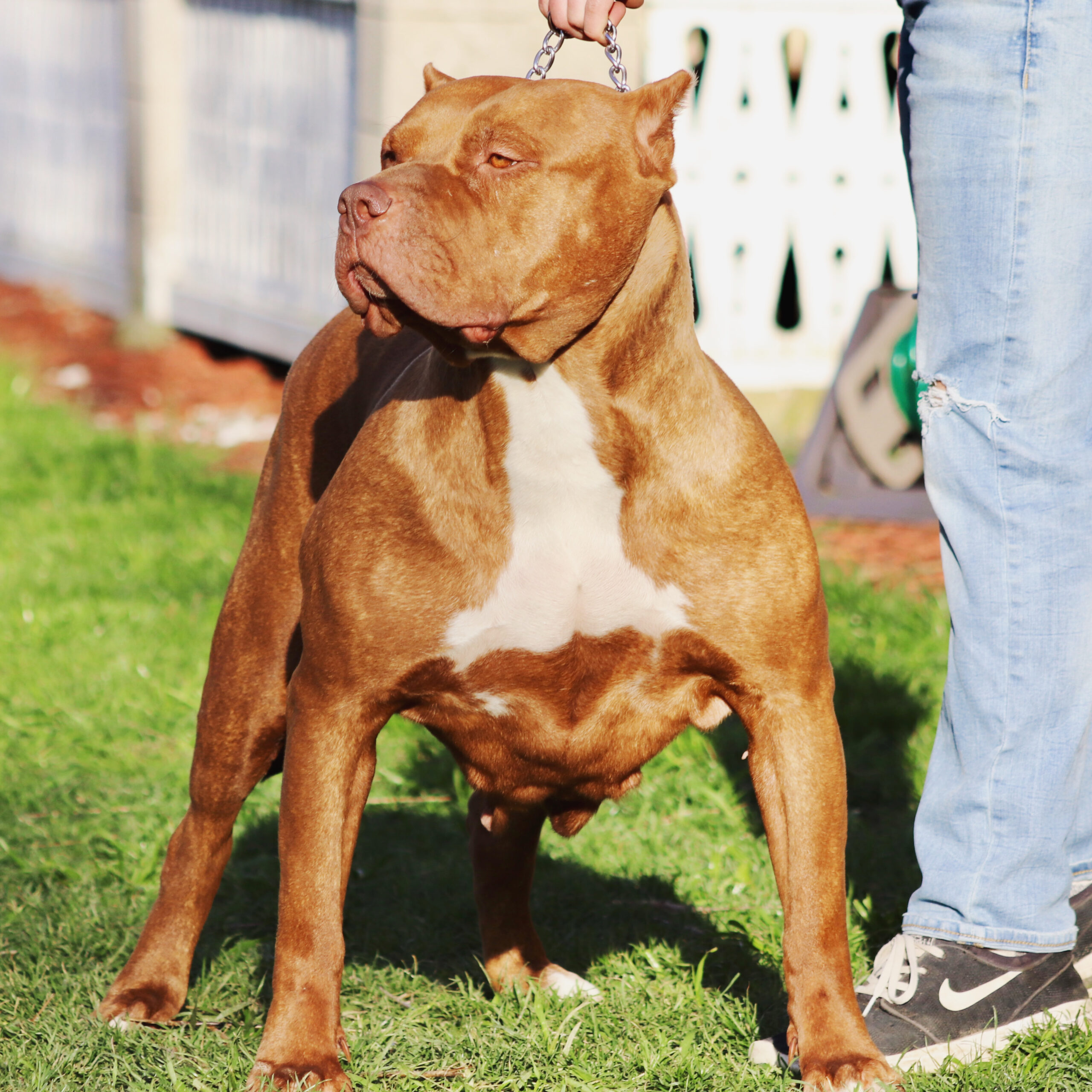 Dog Featured Image