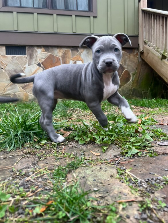 Dog Featured Image