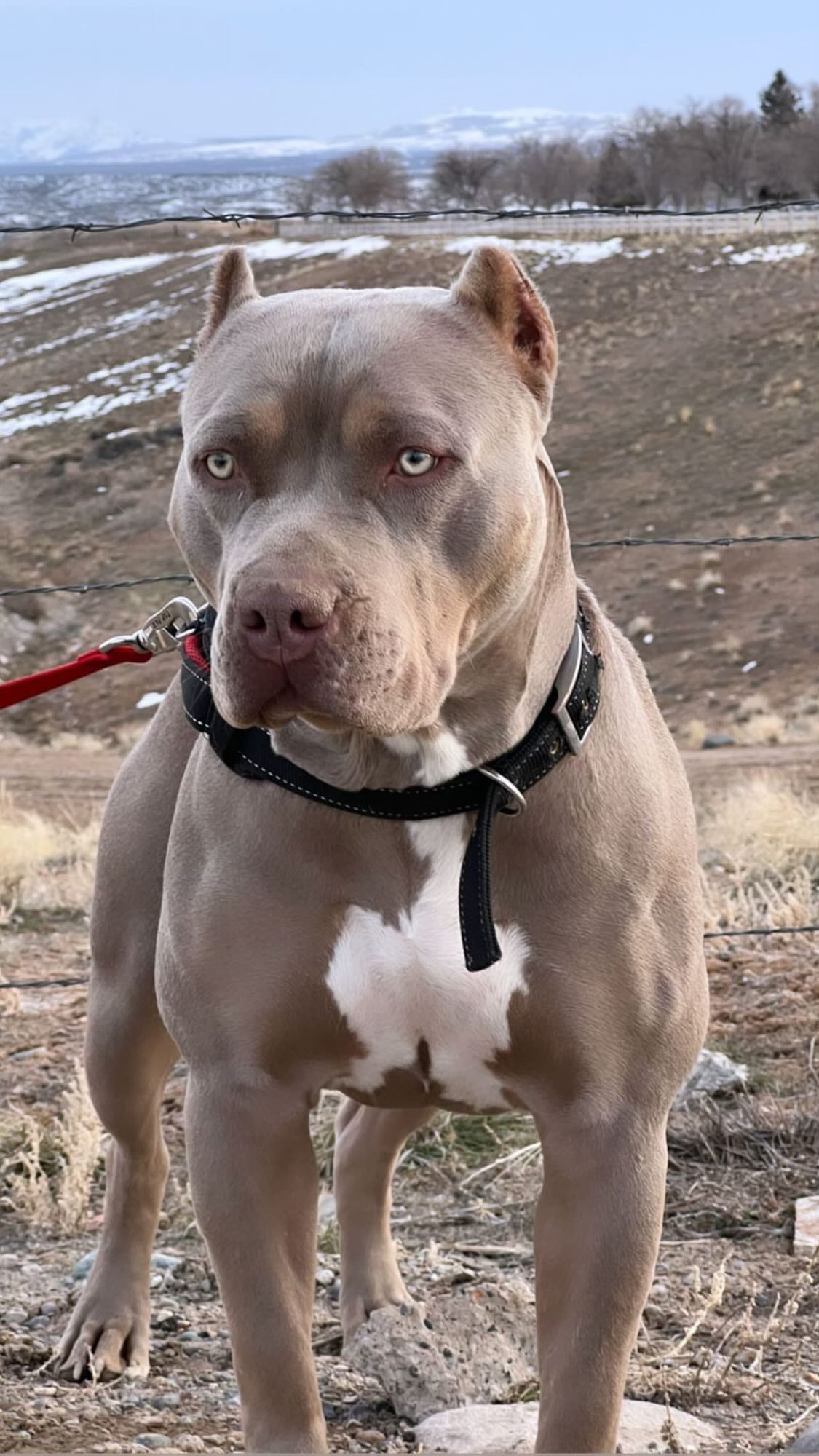 Dog Featured Image