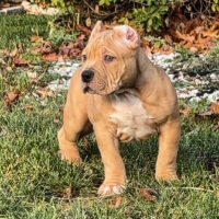 Dog Featured Image