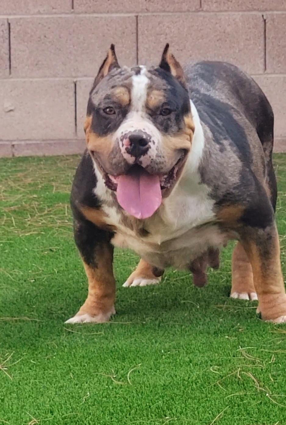 Dog Featured Image