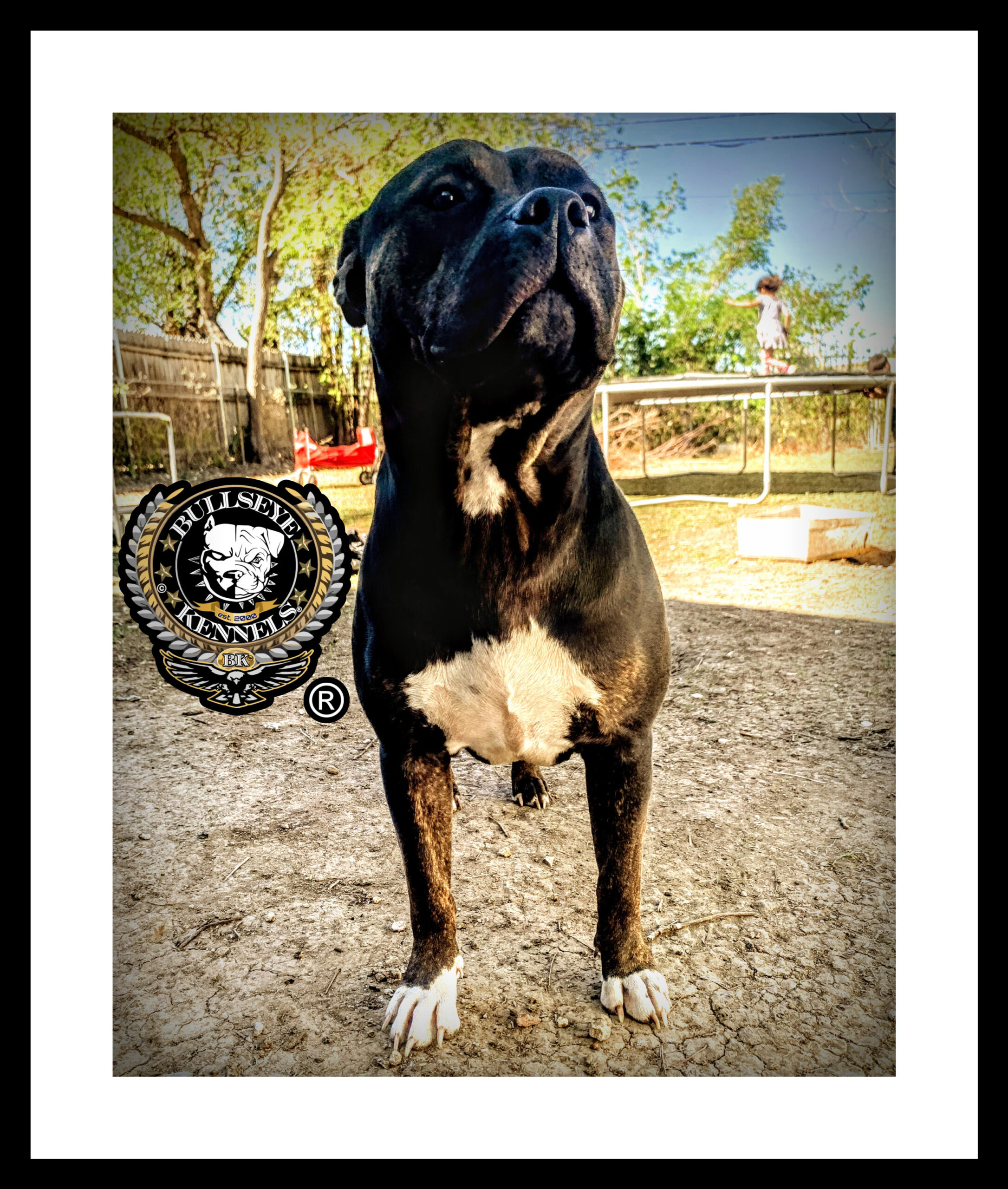 Dog Featured Image
