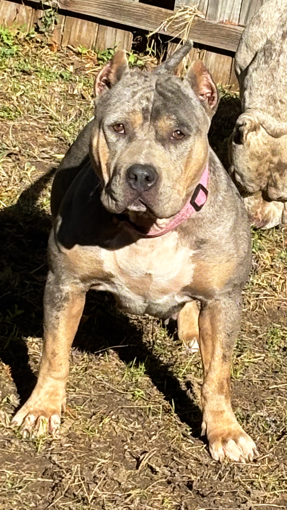 Dog Featured Image