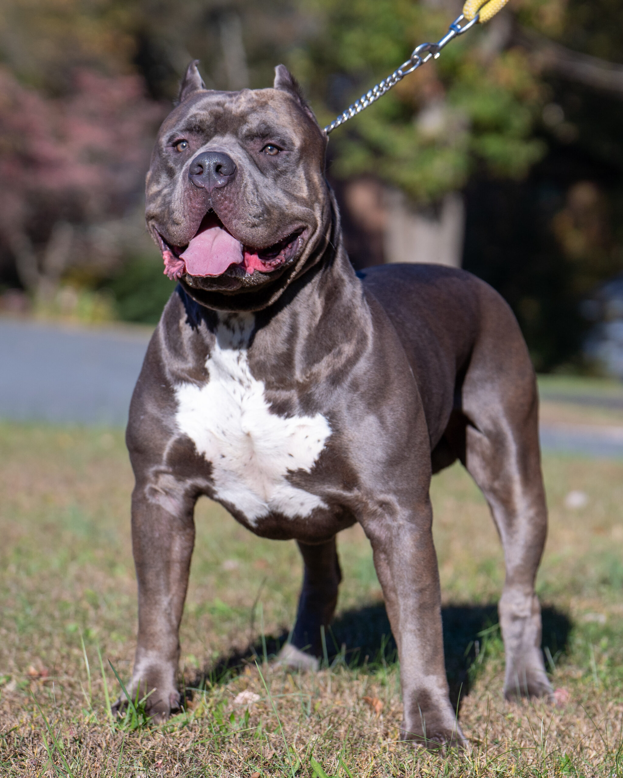 Dog Featured Image