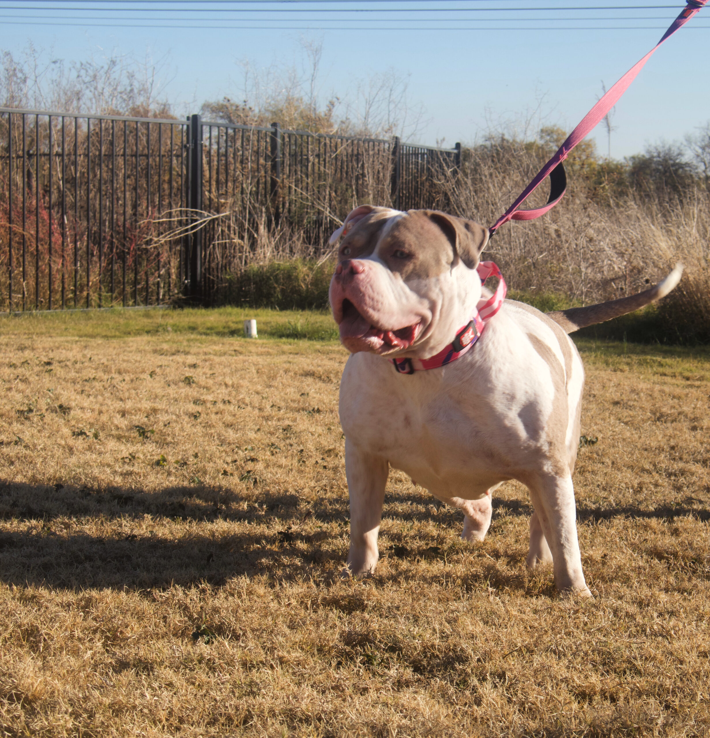 Dog Featured Image