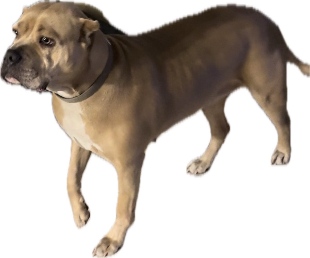 Dog Featured Image