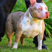 Troya Big Foot Bulls
