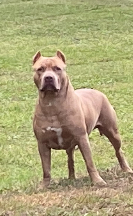 Dog Featured Image