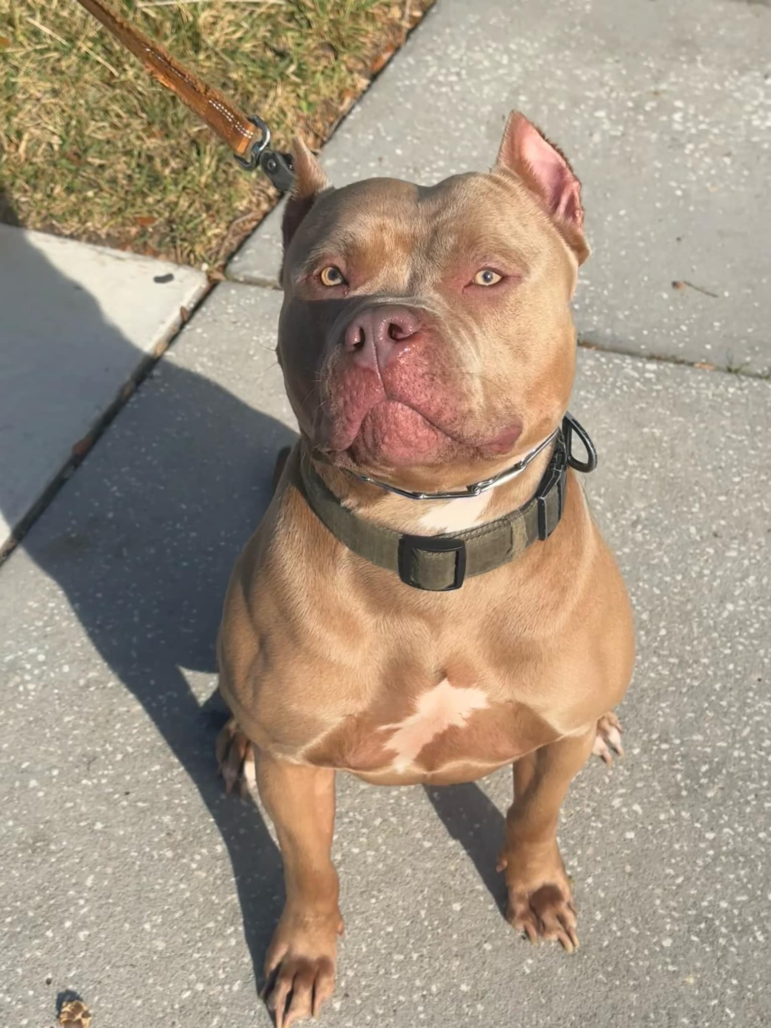 Dog Featured Image
