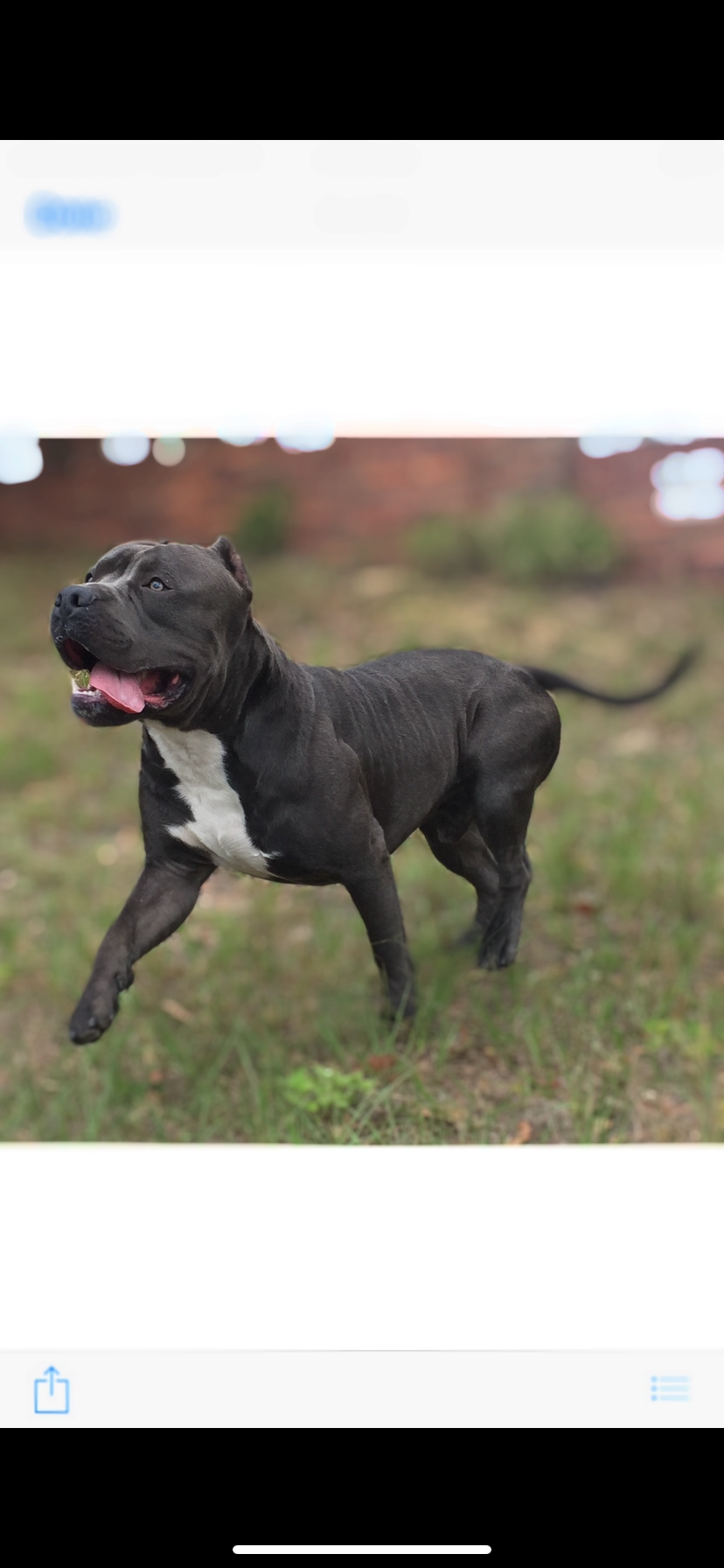 Dog Featured Image