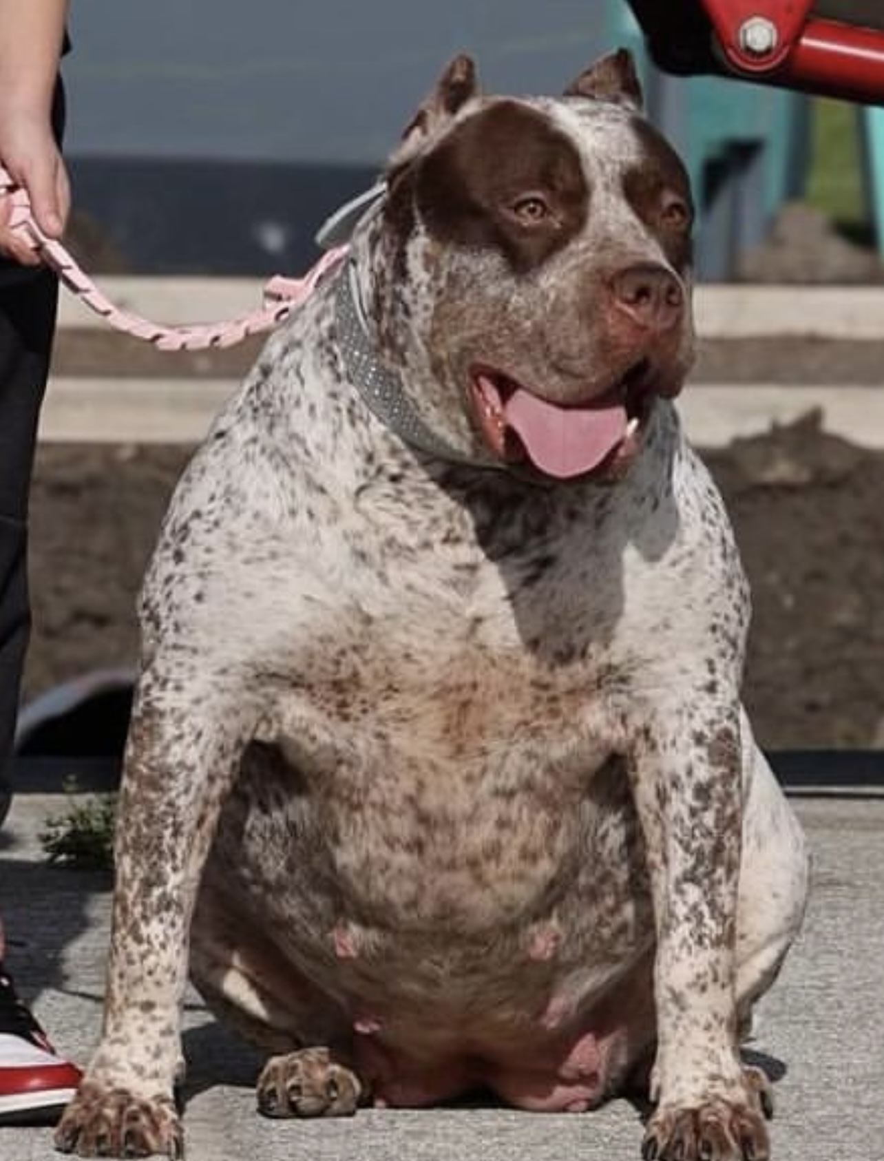 Dog Featured Image