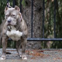 Kaz bullys Xerxes