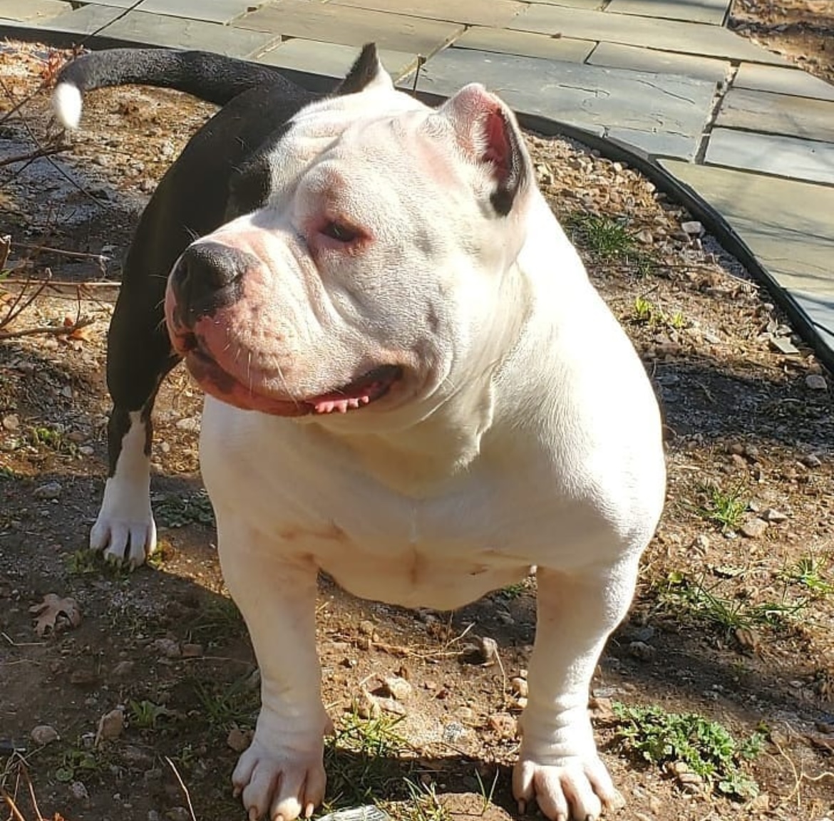Dog Featured Image