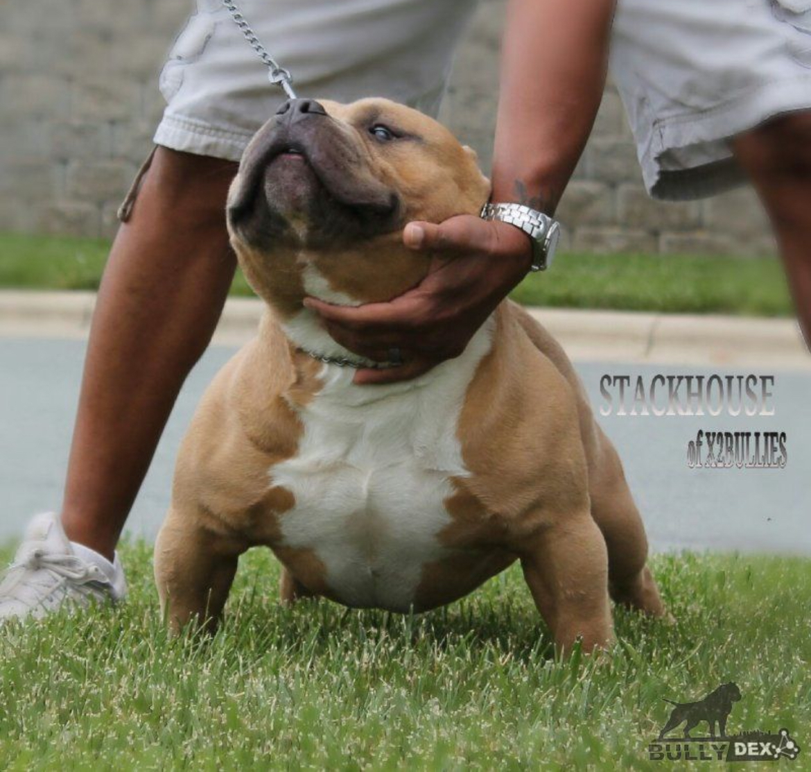 Dog Featured Image