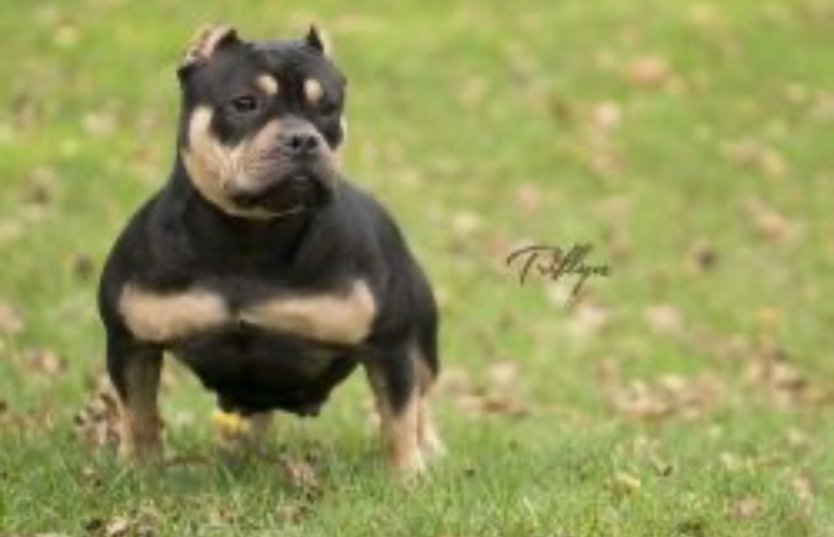 Dog Featured Image