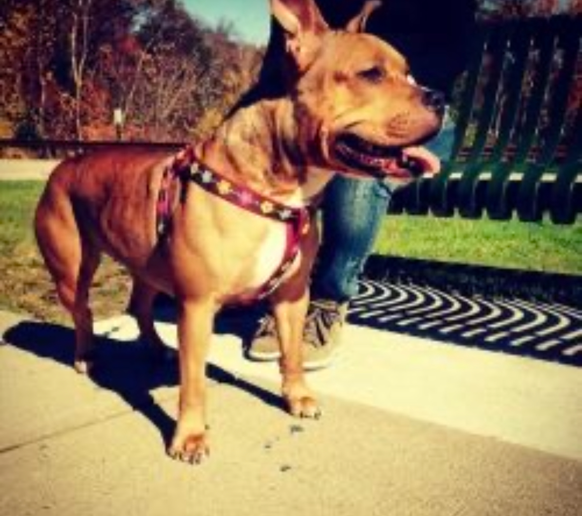 Dog Featured Image