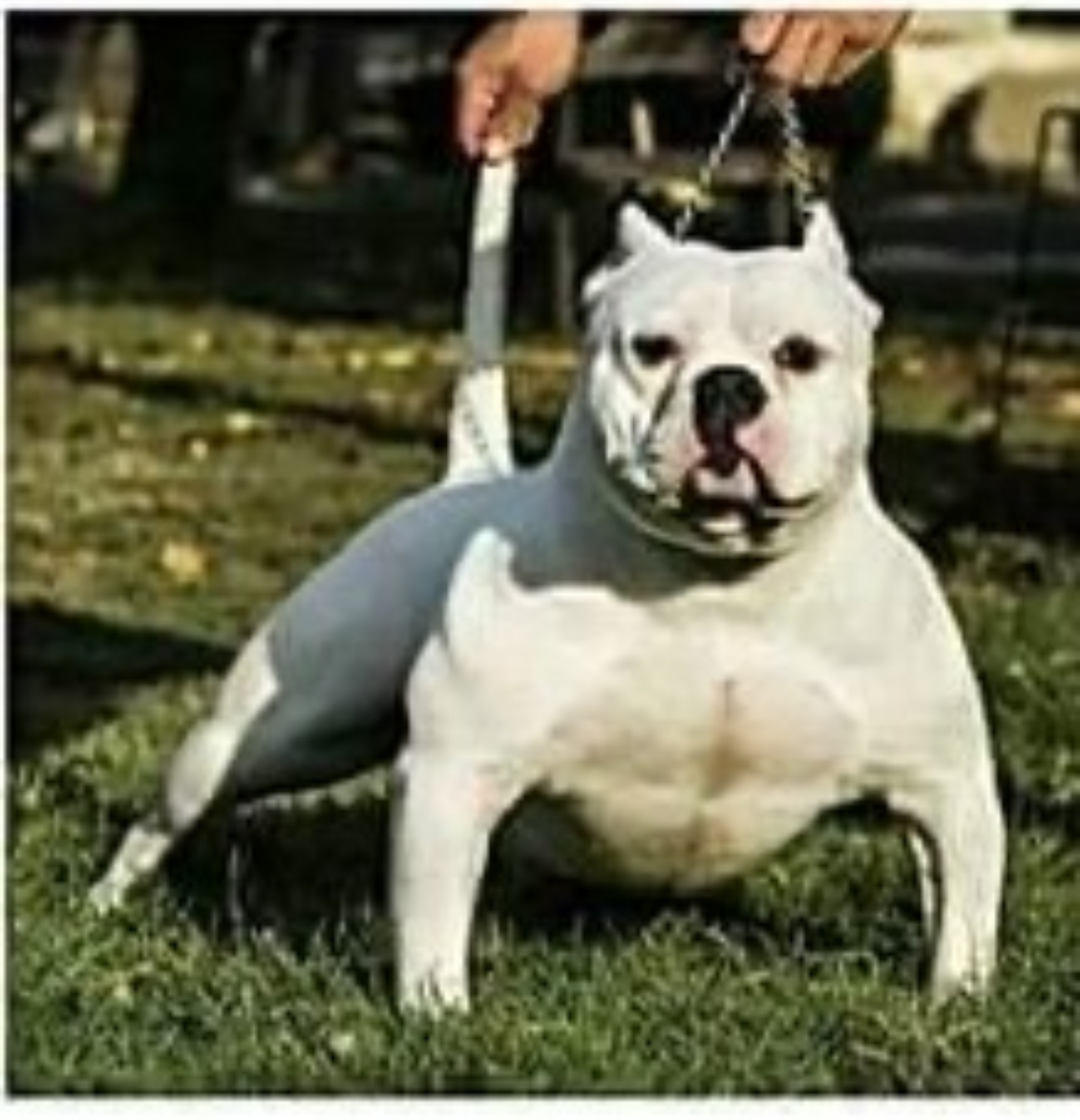 Dog Featured Image
